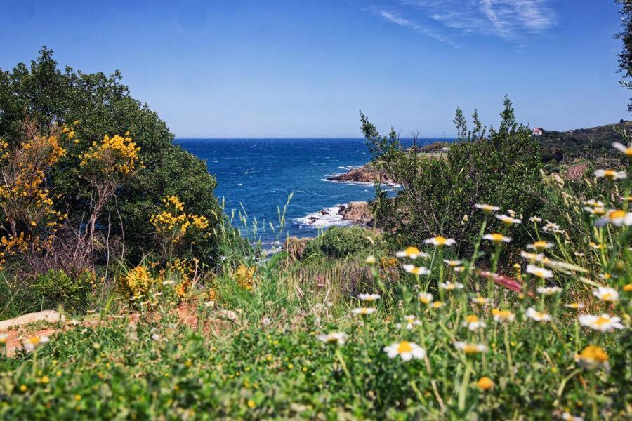 Residence Antinea Argelès-sur-Mer Eksteriør bilde